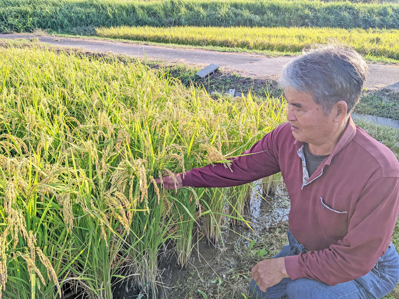 稲は人の足音を聞いて育つのか？｜冨田自然栽培米