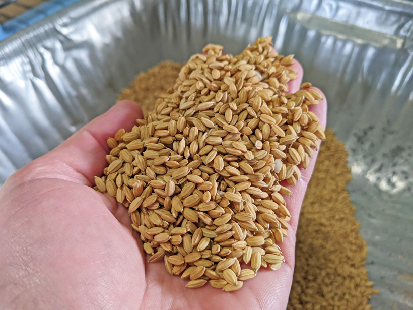 稲本自然栽培米の種籾