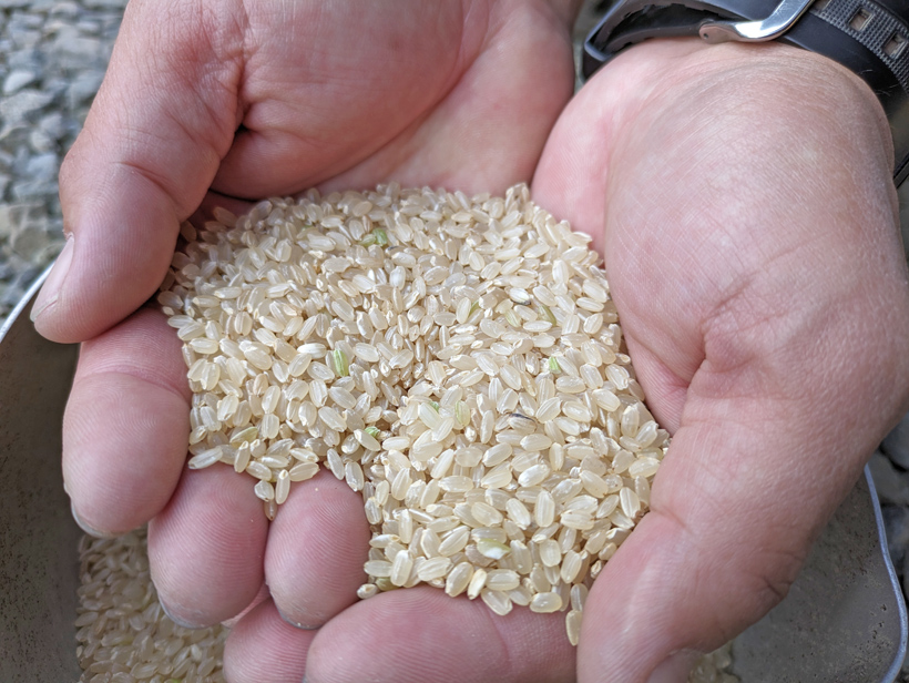 自然栽培歴でお米の食味は変化するのか？｜冨田自然栽培米