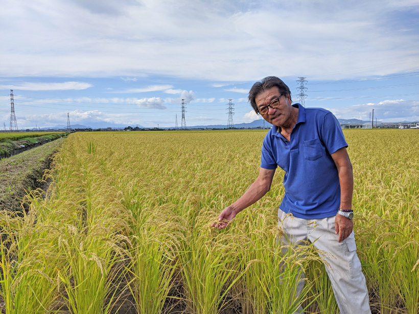 稲本自然栽培米の稲