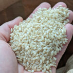 自家採種30年以上あきたこまちを味わう｜稲本薫の自然栽培米