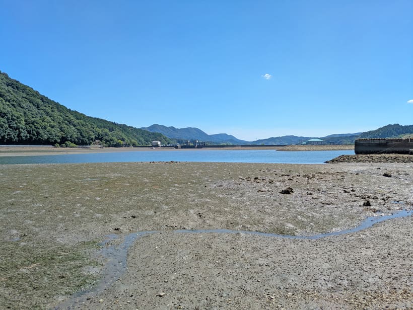 コアマモが広がる浜