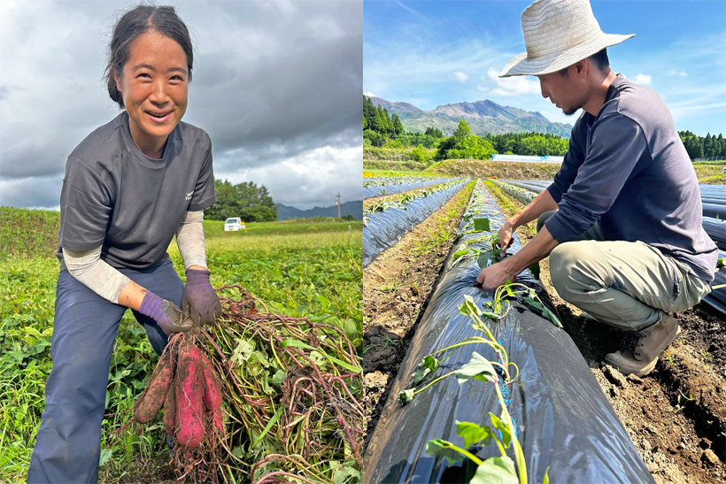 吉田自然栽培さつまいも