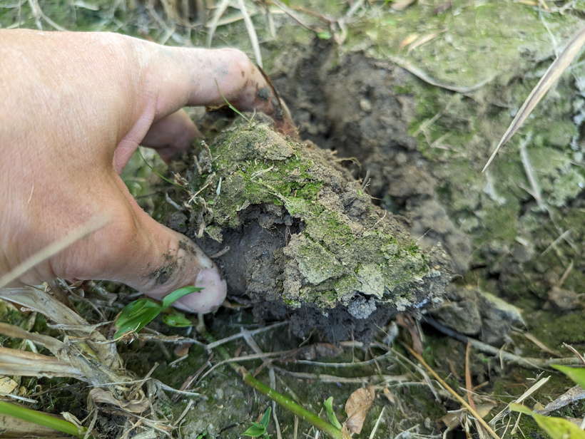 慣行栽培米水田の土