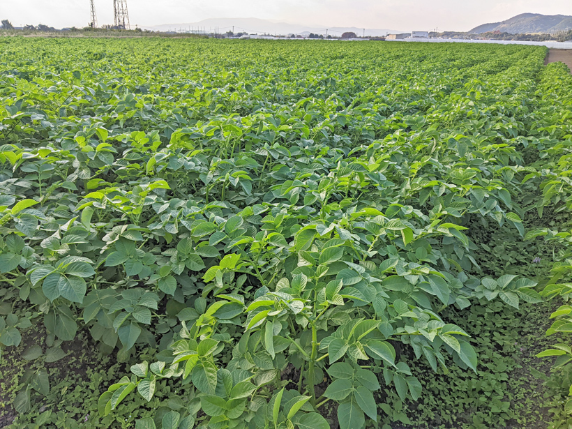 自然栽培ジャガイモ畑