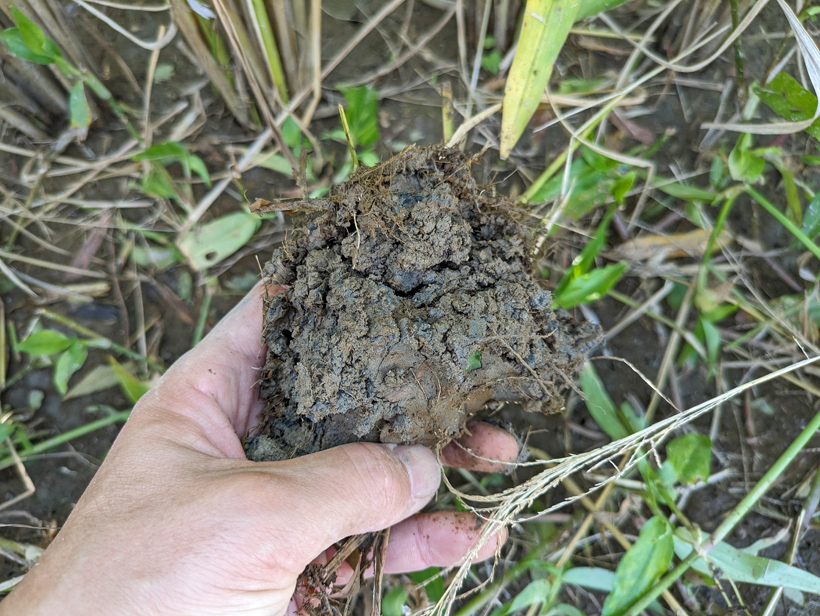 自然栽培米水田の土