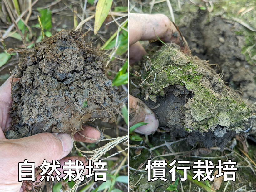 自然栽培米と慣行栽培米の土の比較