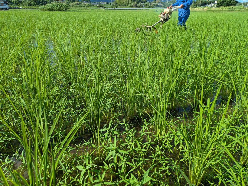 水田除草