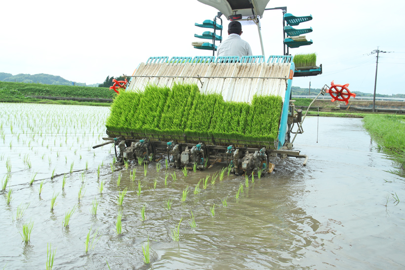 自然栽培米の田植え
