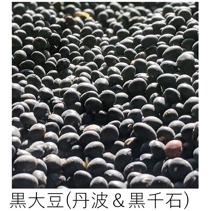 自然栽培黒大豆
