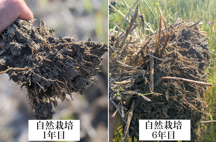 稲株の根の比較